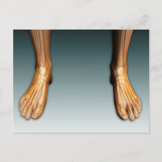 Human Legs And Feet With Nervous System Postcard (Front)