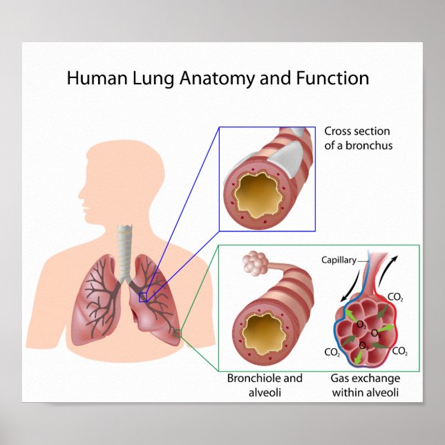 Human lung anatomy and function Poster (Front)
