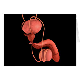 Human Male Reproductive System 1