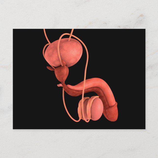 Human Male Reproductive System 1 Postcard (Front)