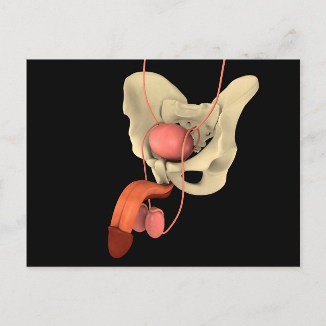 Human Male Reproductive System 2 Postcard (Front)