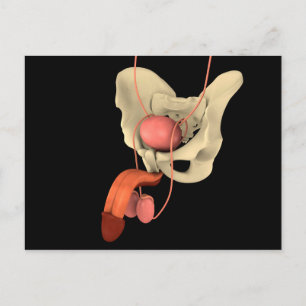 Human Male Reproductive System 2 Postcard