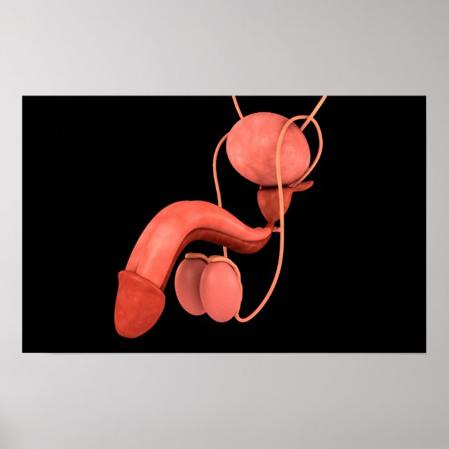 Human Male Reproductive System 3 Poster (Front)