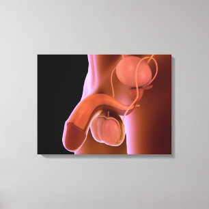 Human Male Reproductive System 4 Canvas Print