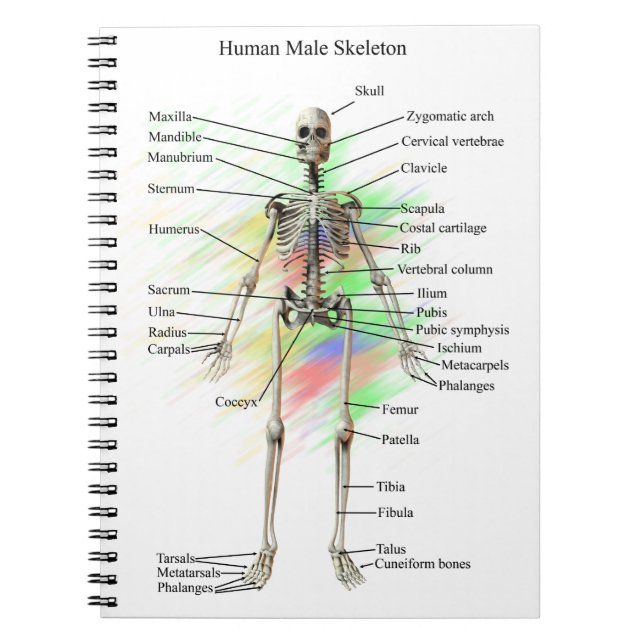 Human Male Skeleton notebook (Front)
