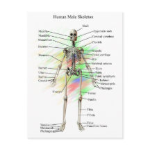 Human Male Skeleton