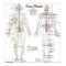 Human Meridians & Pressure Point Chart Poster