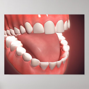 Human Mouth Open, Showing Teeth, Gums And Tongue Poster