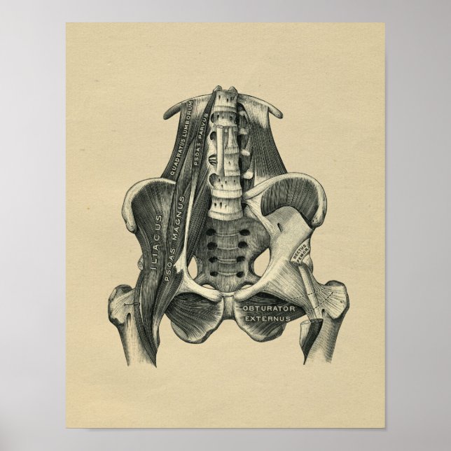 Human Muscle Anatomy 1902 Vintage Print (Front)