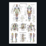 Human Muscle Anatomy Poster Anterior Posterior<br><div class="desc">Muscle Anatomy Poster - Anterior,  Posterior & Deep Layers. Shows over 50 labelled muscles of anterior and posterior aspect of the human body. Deep muscle layers of the torso,  upper and lower extremities. Also shows some of the peripheral nerves of the body.</div>