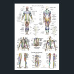Human Muscle Anatomy Poster Anterior Posterior<br><div class="desc">Muscle Anatomy Poster - Anterior,  Posterior & Deep Layers. Shows over 50 labelled muscles of anterior and posterior aspect of the human body. Deep muscle layers of the torso,  upper and lower extremities. Also shows some of the peripheral nerves of the body.</div>