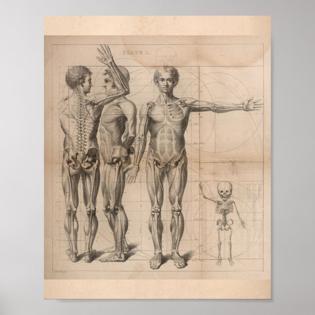 Human Muscle Skeleton Vintage Anatomy Print 1827 (Front)