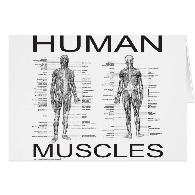 Human Muscles and Anatomy (Front Horizontal)