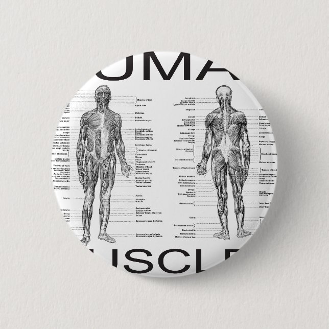 Human Muscles and Anatomy 2 Inch Round Button (Front)