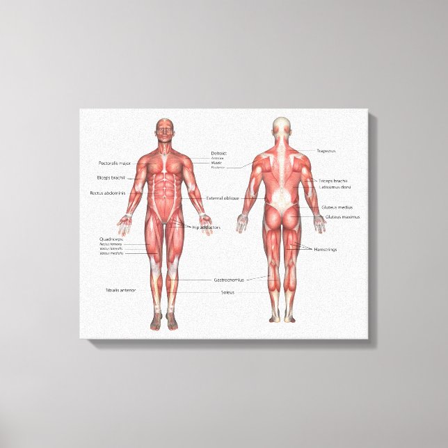 Human muscular system labelled canvas print (Front)