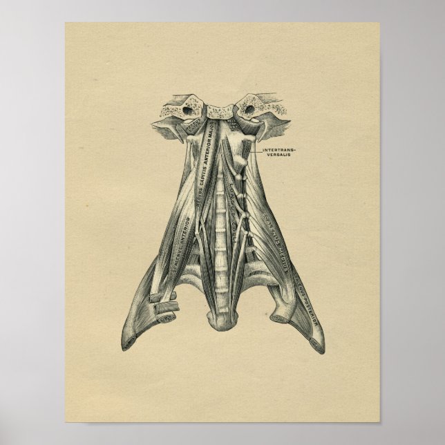 Human Neck Anatomy 1902 Vintage Print (Front)