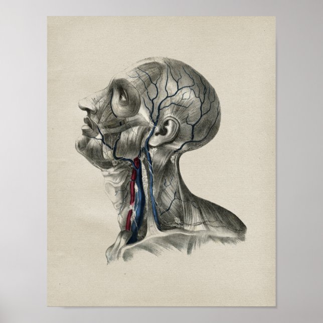 Human Neck Lymphatics Anatomy Vintage Print (Front)