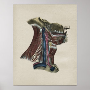 Human Nervous System Anatomy Vintage Print