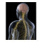 Human Nervous System