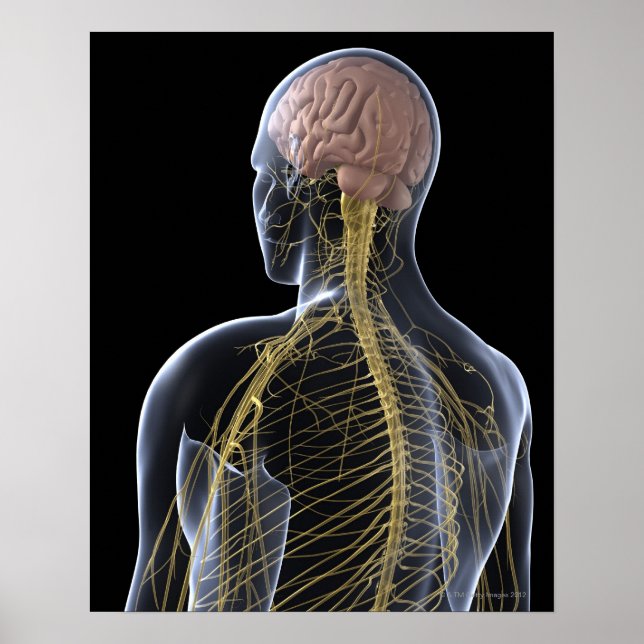 Human Nervous System Poster (Front)