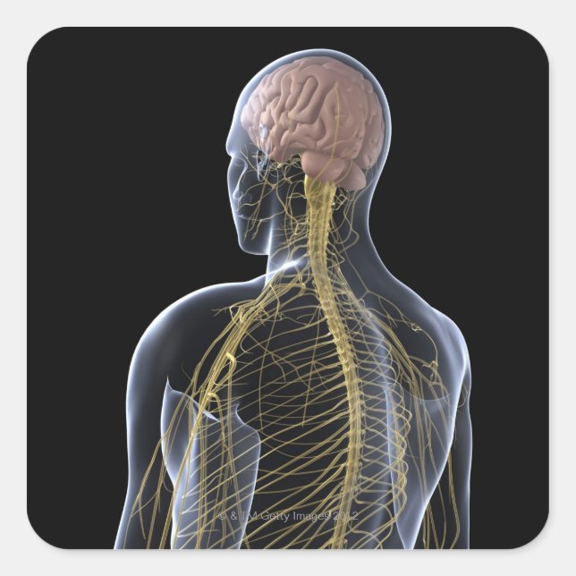 Human Nervous System Square Sticker (Front)