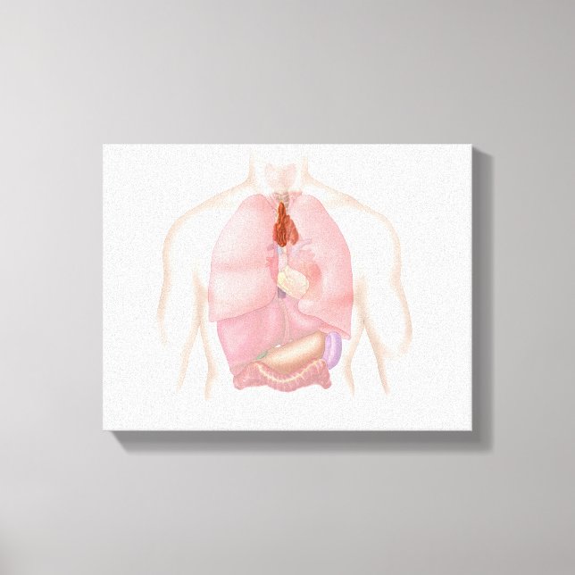 Human Respiratory And Digestive System Canvas Print (Front)