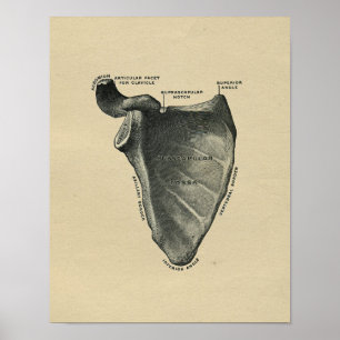 Human Scapula Anatomy 1902 Vintage Print