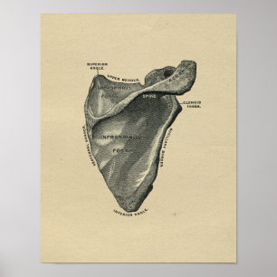 Human Scapula Anatomy 1902 Vintage Print