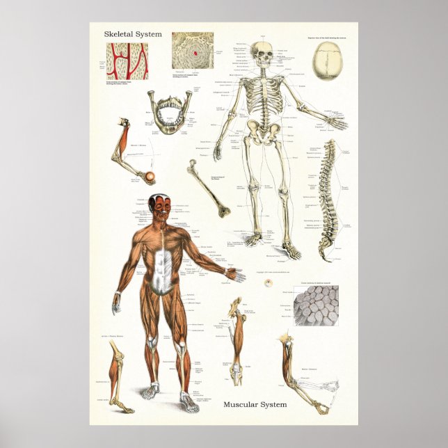 Human Skeletal and Muscle Anatomy Poster 24 X 36 (Front)