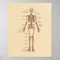 Human Skeletal Bones Anatomy Print
