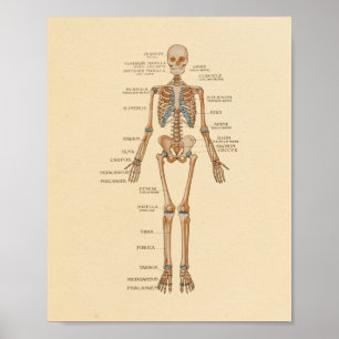Human Skeletal Bones Anatomy Print