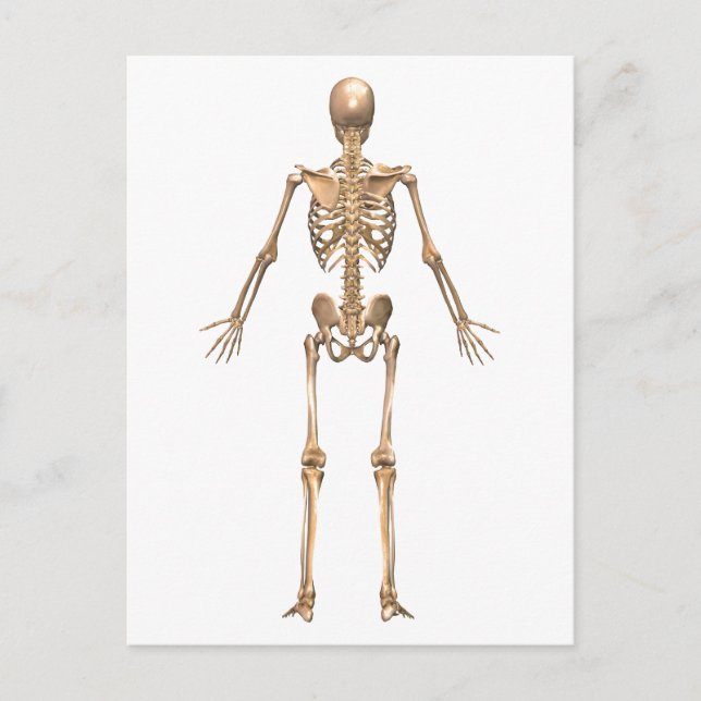 Human Skeletal System, Back View Postcard (Front)