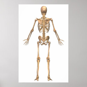 Human Skeletal System, Back View Poster