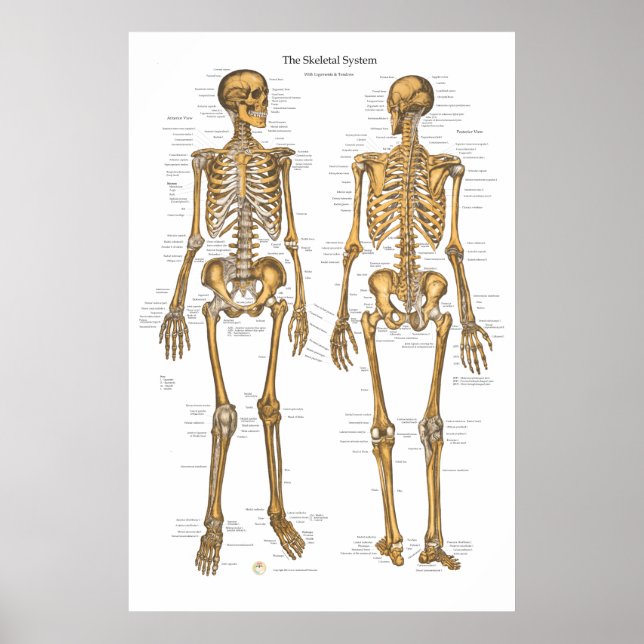 Human Skeletal System Chart w/ Ligaments, Tendons (Front)