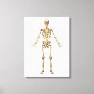 Human Skeletal System, Front View Canvas Print