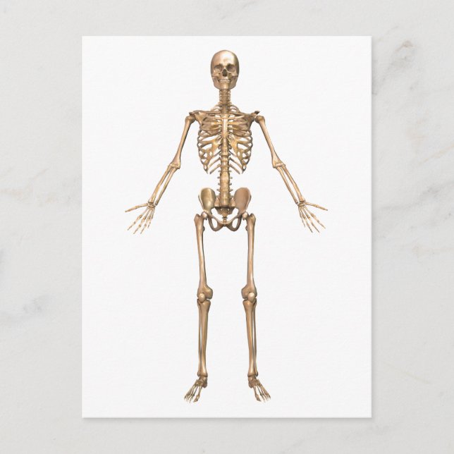 Human Skeletal System, Front View Postcard (Front)