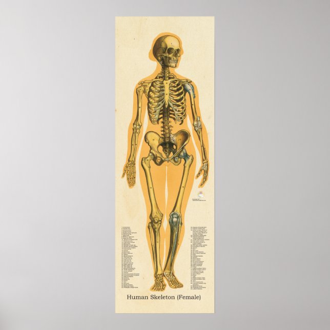 Human Skeleton Anatomy Bones Chart Female (Front)
