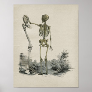 Human Skeleton Anatomy Vintage Print