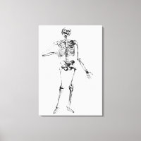 Human Skeleton