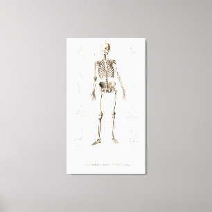 Human skeleton canvas print