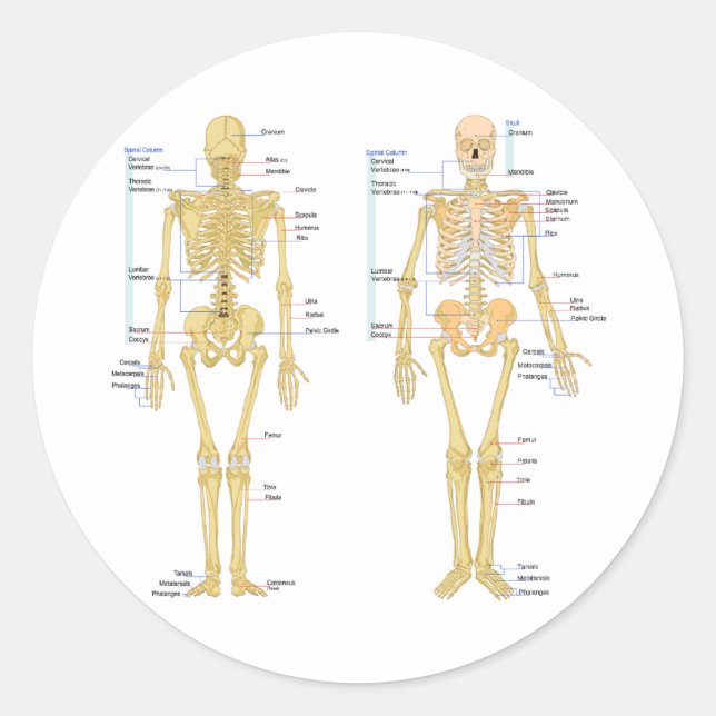 Human Skeleton labelled anatomy chart Classic Round Sticker (Front)