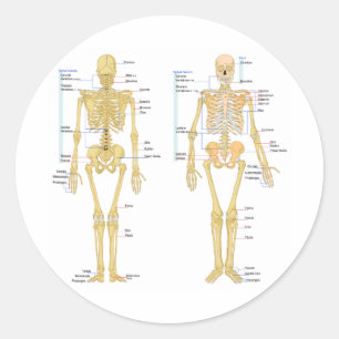 Human Skeleton labelled anatomy chart Classic Round Sticker