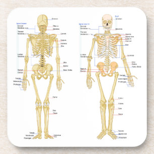 Human Skeleton labelled anatomy chart Coaster