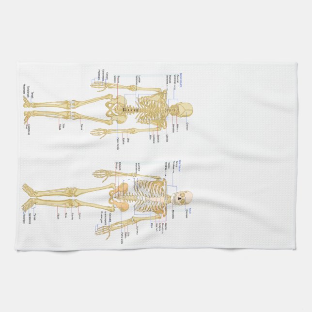 Human Skeleton labelled anatomy chart Kitchen Towel (Horizontal)