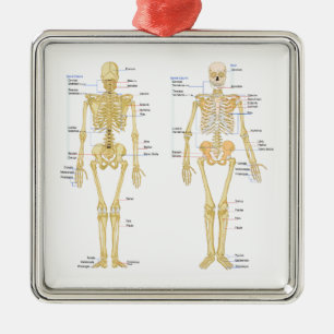 Human Skeleton labelled anatomy chart Metal Ornament