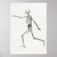 Human Skeleton, Lateral View (1795–1806)