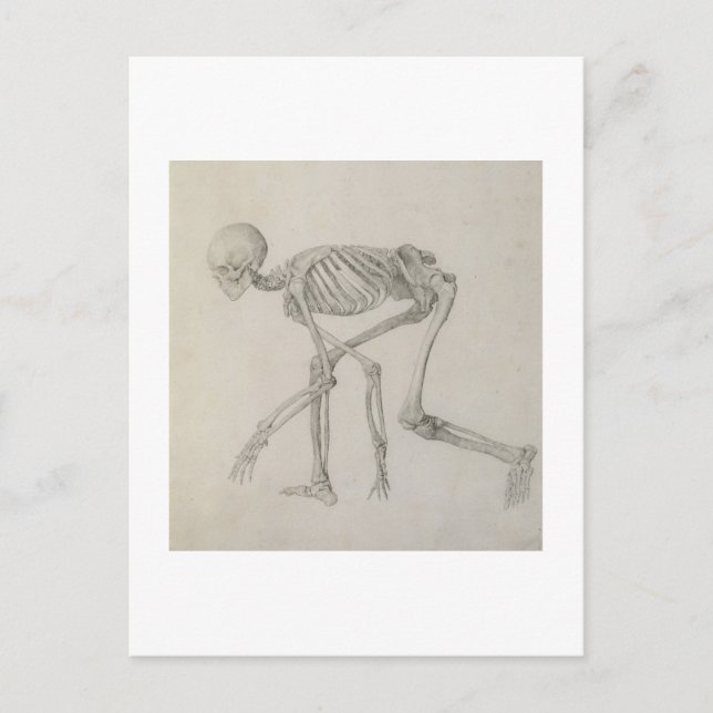 Human Skeleton: Lateral view in Crouching Posture, Postcard (Front)