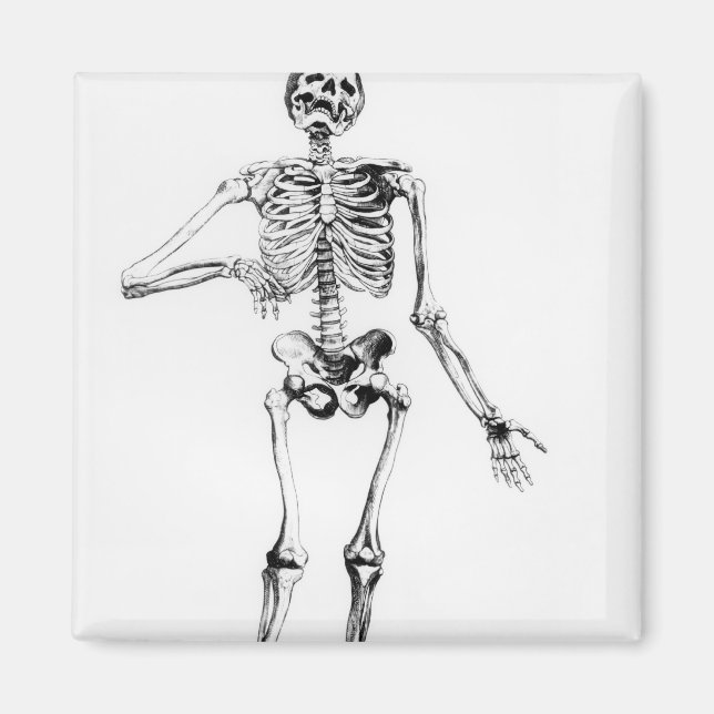 Human Skeleton Magnet (Front)