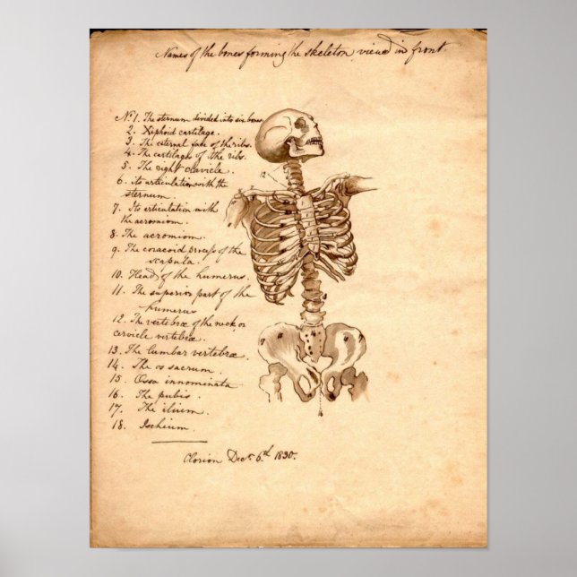 Human Skeleton Poster (Front)