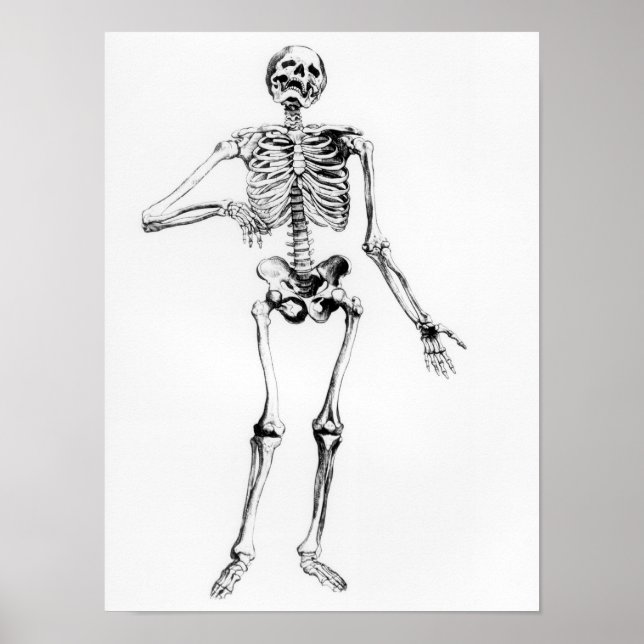 Human Skeleton Poster (Front)